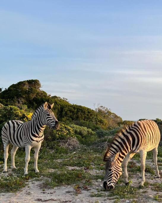 Ocean Retreat, Romansbaai 干斯拜 外观 照片